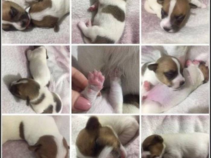 Начало и длительность течки у джек-рассел-терьеров: когда и как вязать собак