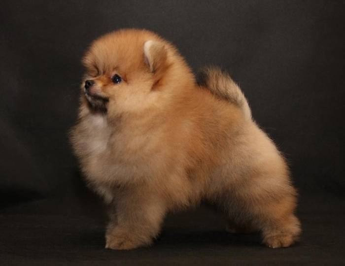 Немецкий шпиц – описание породы и ее разновидности: внешний вид и характер собак, правильный уход за питомцами