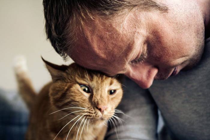 Подборка лучших фраз и статусов о котах