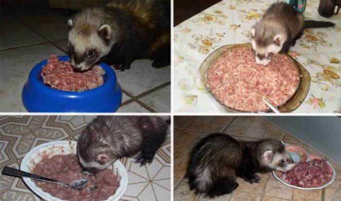 Хорьки домашние уход, содержание, чем кормить, сколько живут. | cельхозпортал