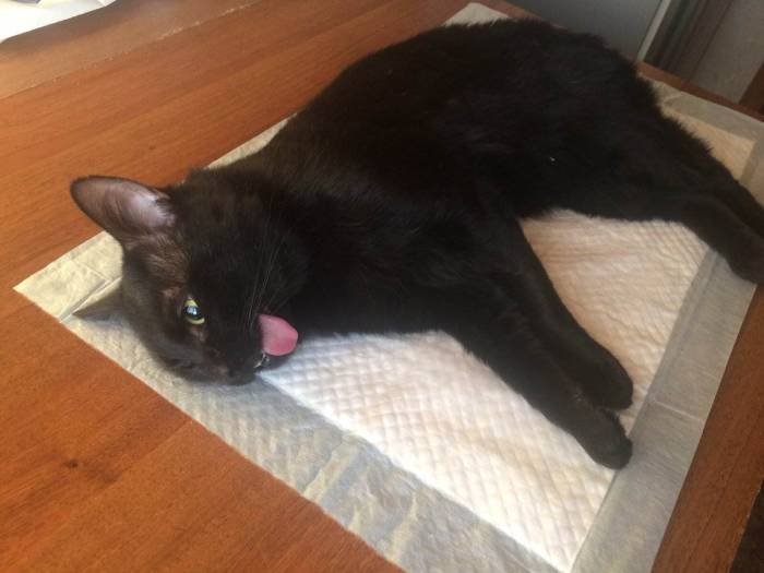 Кот после кастрации: поведение, реабилитация, уход, рекомендации - советы по реабилитации кастрированных котов