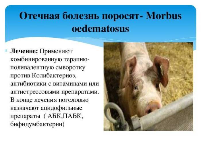 Аспергиллез: что это, симптомы, диагностика, лечение