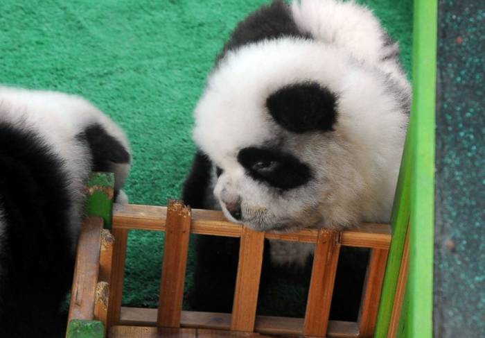 Чау-чау-панда: вы знаете, собака ли это? | мир собак