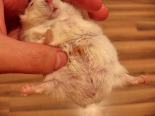 Шишки, опухоли и абсцессы у хомяка: на шее, животе, щеке