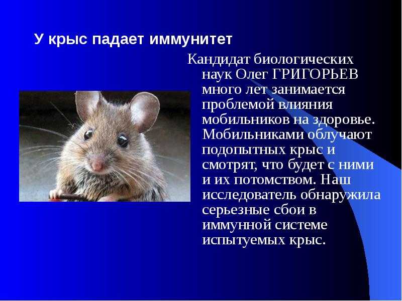 Домашняя крыса уход и содержание