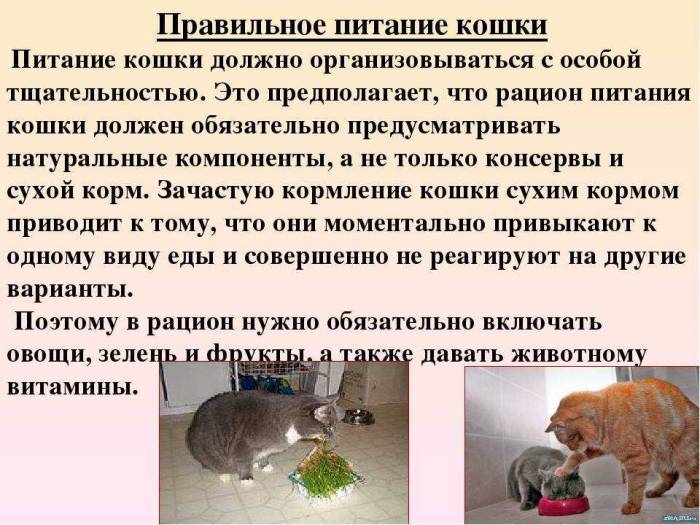 Кота рвет после еды непереваренной пищей: возможные причины и лечение