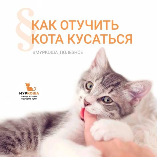 Как отучить кота кусаться и царапаться, нападать, кидаться