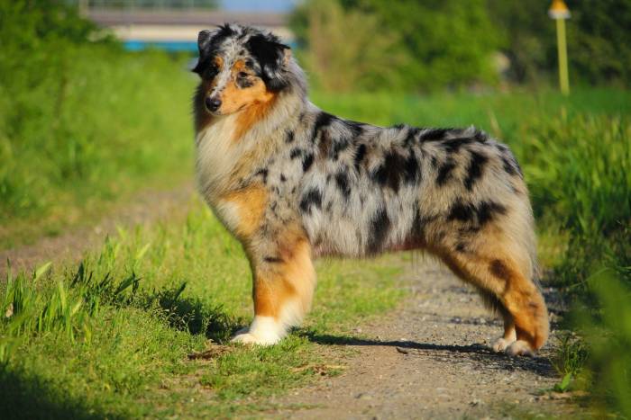 Австралийская овчарка (аусси)