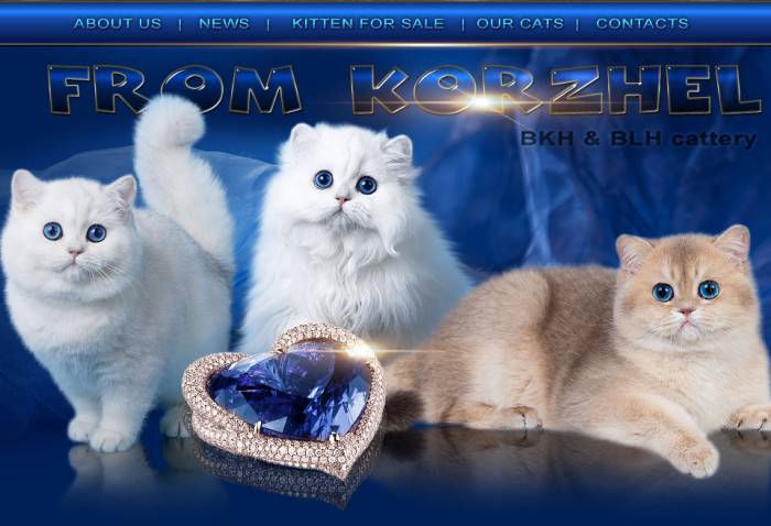 Питомники шотландских кошек в москве и санкт-петербурге | адреса