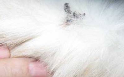 Опухоль уха