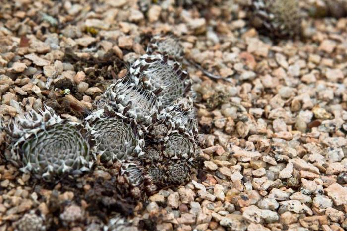 Черепаха: все самое интересное о повадках, образе жизни