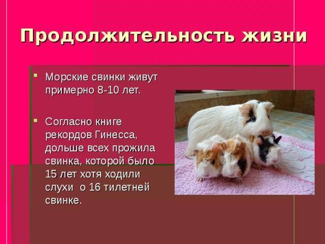 Сколько живет морская свинка — продолжительность жизни в домашних условиях и факторы влияющие на нее