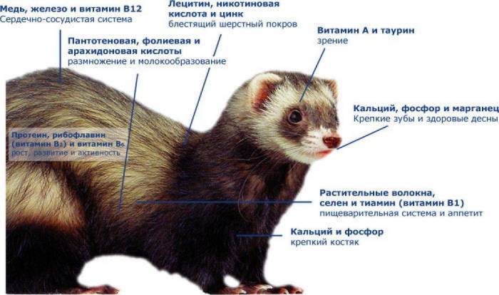 Симптомы заболеваний хорьков и возможные причины заболеваний » фгбу саратовская мвл