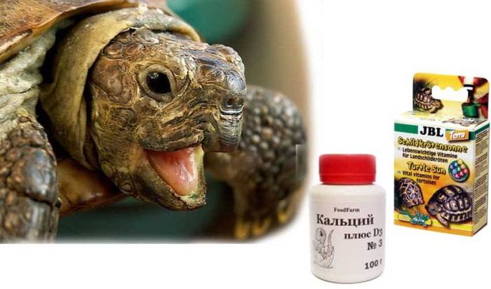 Чем кормить красноухую черепаху в домашних условиях