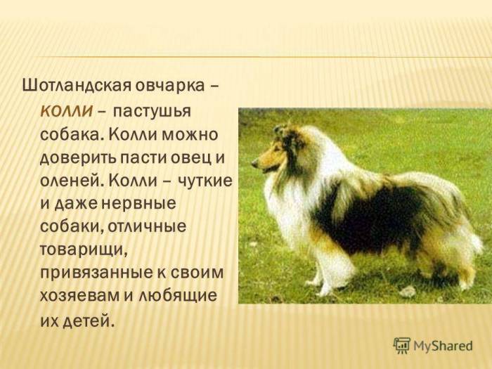 Порода собак колли - шотландская овчарка
