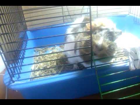 Почему морская свинка грызет клетку, как ее отучить и чем можно стачивать зубы грызуна