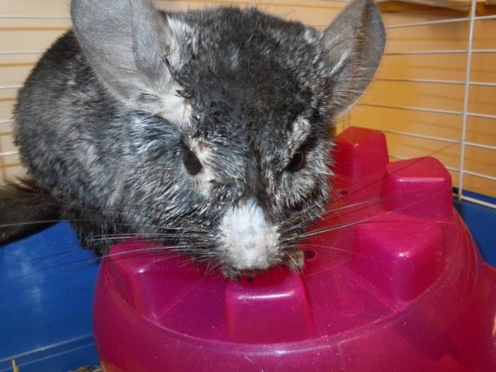 Зубы у шиншиллы (количество, описание, заболевания, лечение): почему шиншилла стучит или скрипит (малоклюзия) зубами