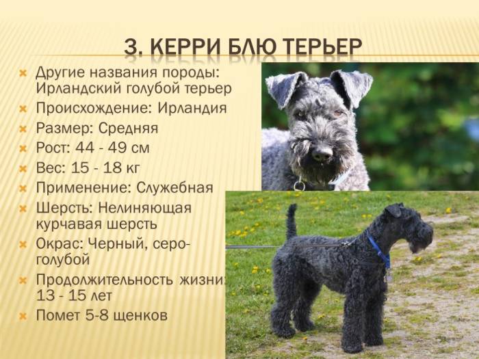 Описание породы норвич-терьер: стандарты внешнего вида, характер, правила ухода