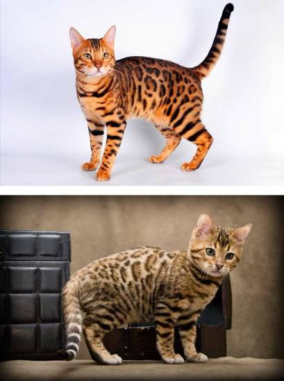 Топ 10 самых популярных пород кошек - названия, описание и фото — природа мира