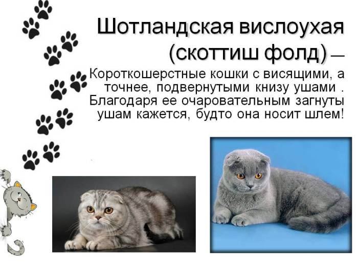 Шотландский кот: описание породы и характер