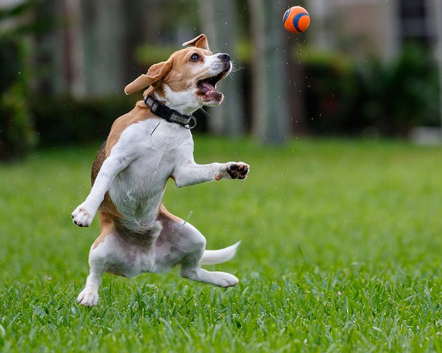 ᐉ как дрессировать биглей - ➡ motildazoo.ru