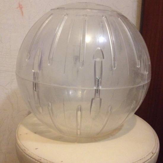 Как выбрать или сделать прогулочный шар для шиншиллы своими руками