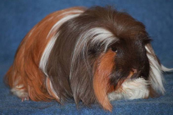 Перуанская морская свинка: описание породы, уход и содержание