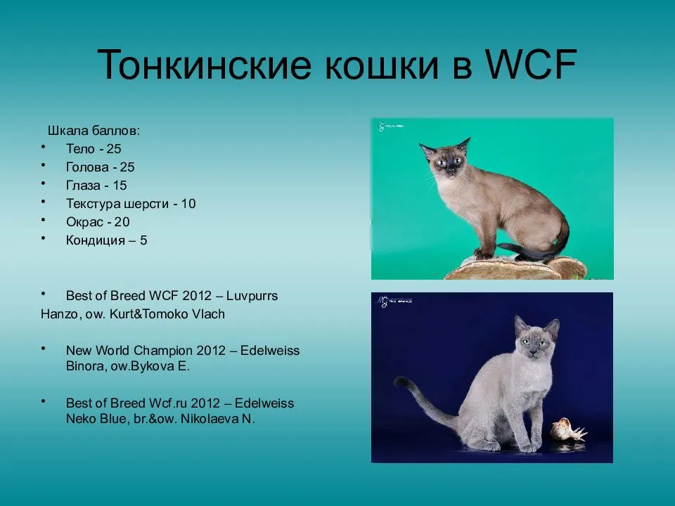 ᐉ тонкинская кошка - описание пород котов - ➡ motildazoo.ru