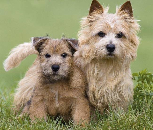 Норвич терьер: описание породы с фото ее стандарты, характер и какой необходим уход