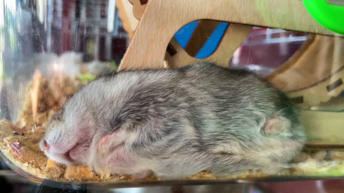 Что можно и что нельзя есть джунгарским хомякам