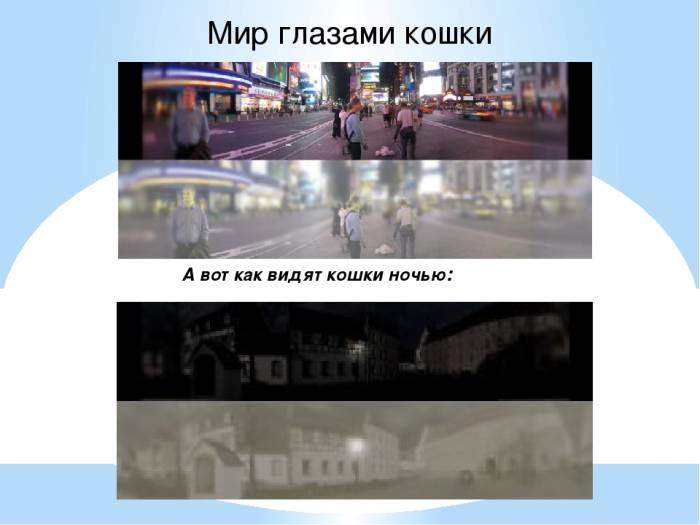 Как видят собаким мир и какие цвета различают