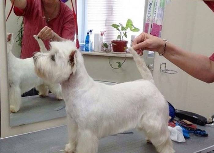 Почему у собаки желтеет шерсть