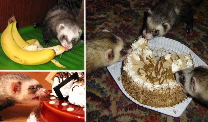 Чем кормить хорька в домашних условиях: список лучших продуктов, чем можно и чем нельзя