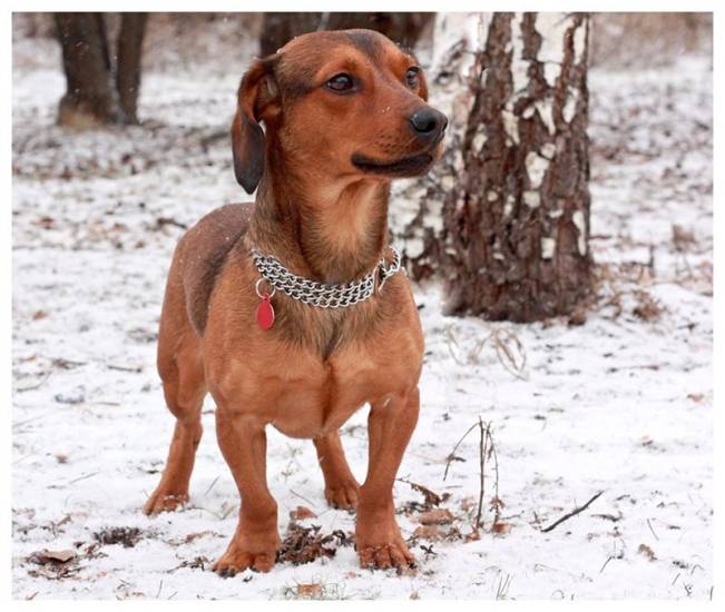 Отличия той-терьеров от других пород, метисы и помеси: фото