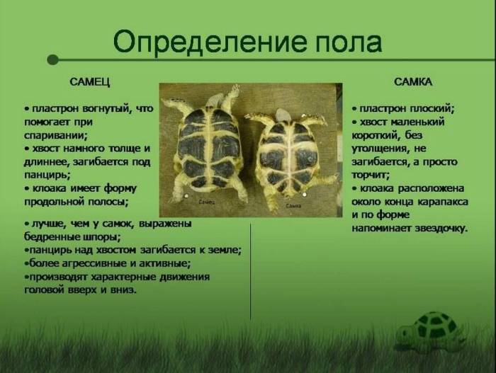 Возраст, рост и продолжительность жизни черепах - черепахи.ру - все о черепахах и для черепах