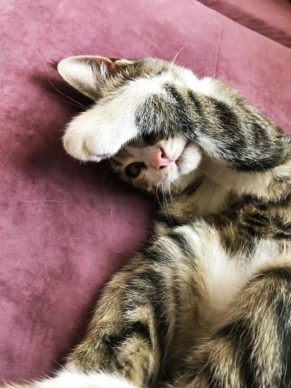 Зачем кошки закрывают морду лапкой во время сна? - gafki.ru