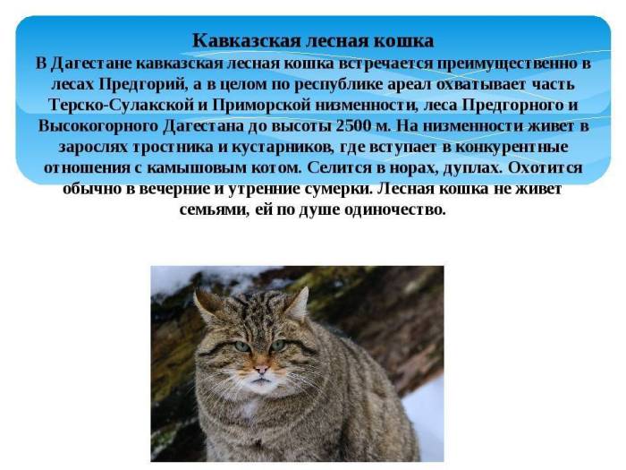 Лесная европейская кошка