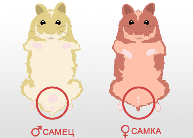 Как узнать возраст хомяка: методы, основные параметры и важные рекомендации от специалистов