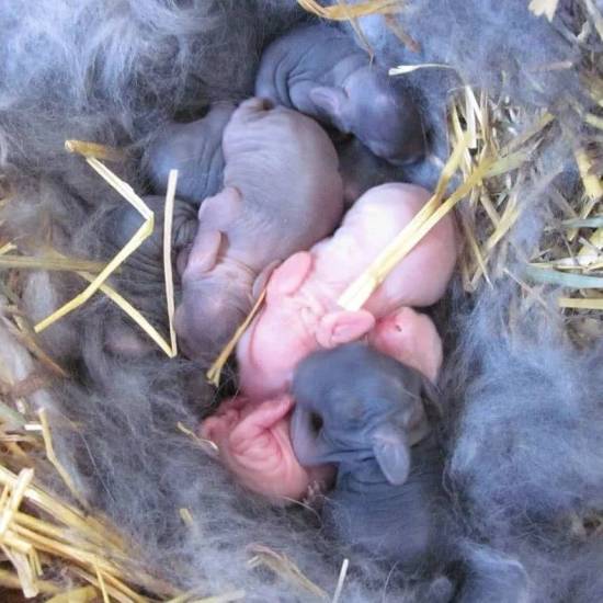 Новорожденные кролики: уход и содержание