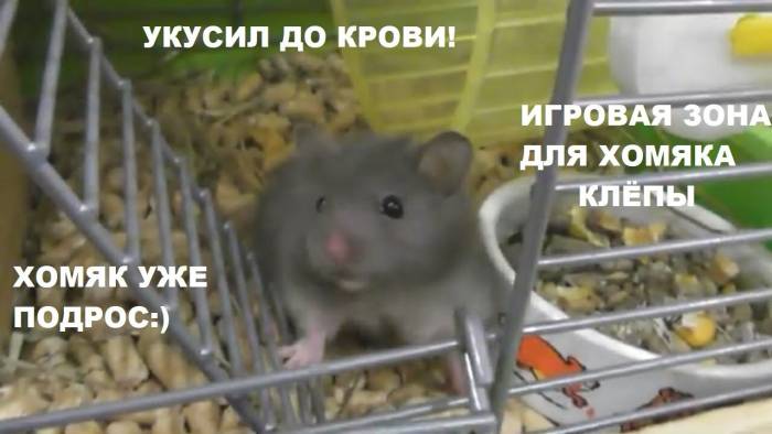Что делать если хомяк укусил до крови? — экспертно-информационный портал о домашних питомцах и уходе за ними — petse.ru