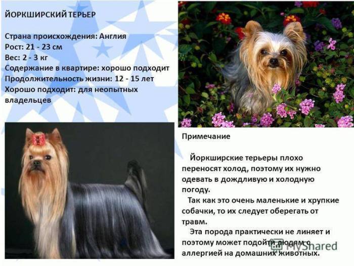 Виды йоркширских терьеров