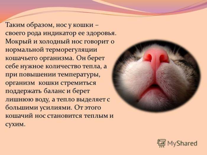 Неприятный запах изо рта у кота