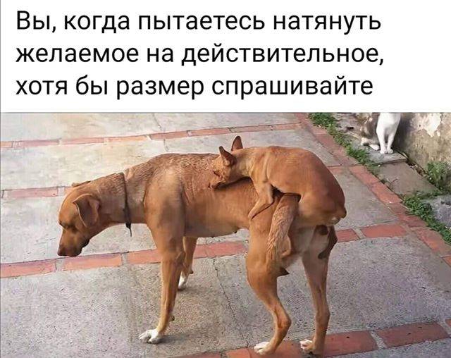 Почему собаки слипаются, важность процесса, что делать собаководам