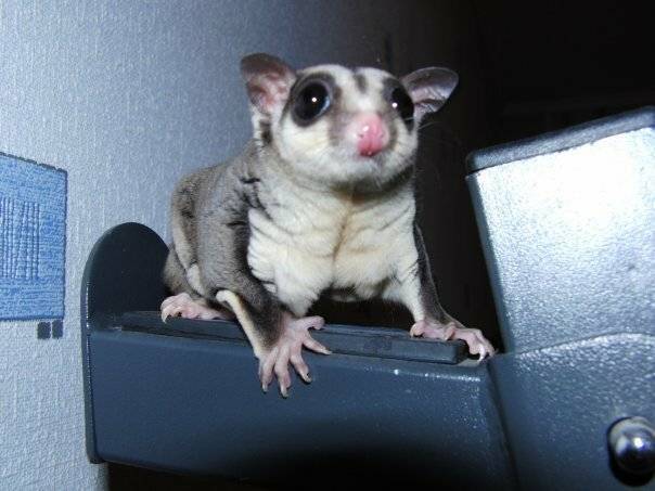 Слух собаки и его проверка