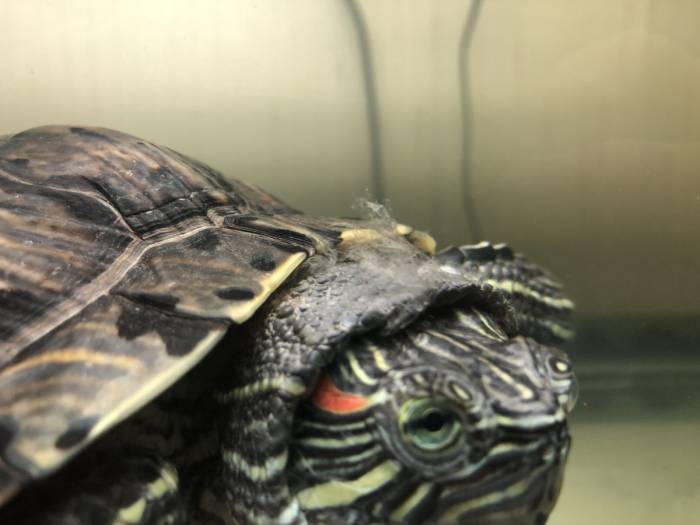 У черепахи проблемы с кожей. что делать и как помочь?!