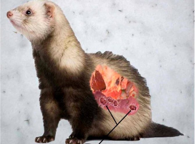 Рентгенография брюшной полости. исследование на кишечную непроходимость