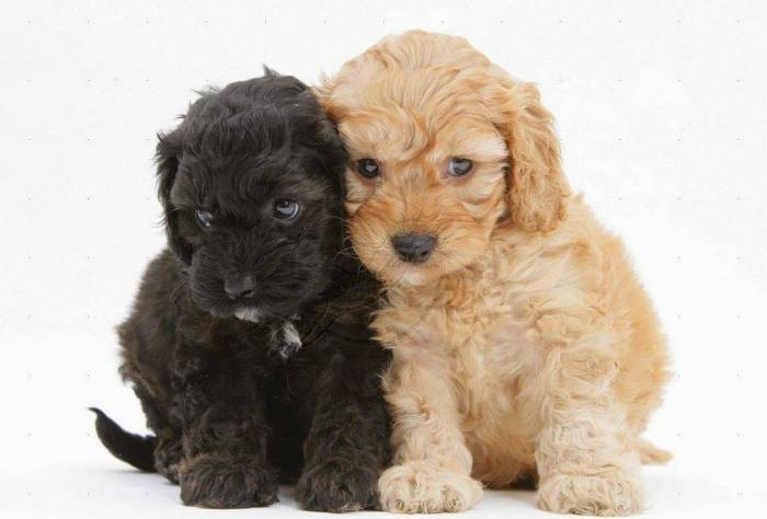 Кокапу (кокерпу): характер, описание породы и кормление