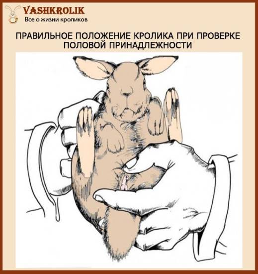 Спаривание кроликов в домашних условиях для начинающих, в каком возрасте можно случать