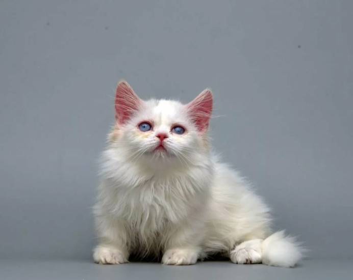 Породы кошек. наполеон, но не французский император - о животных