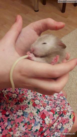 Что нужно предпринять если вас покусал хомячок.